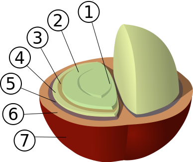 Structure of a coffee bean Structure of a coffe bean
